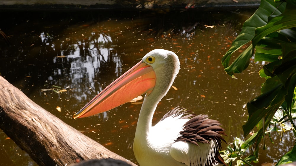 a pelican is standing on a branch in the water