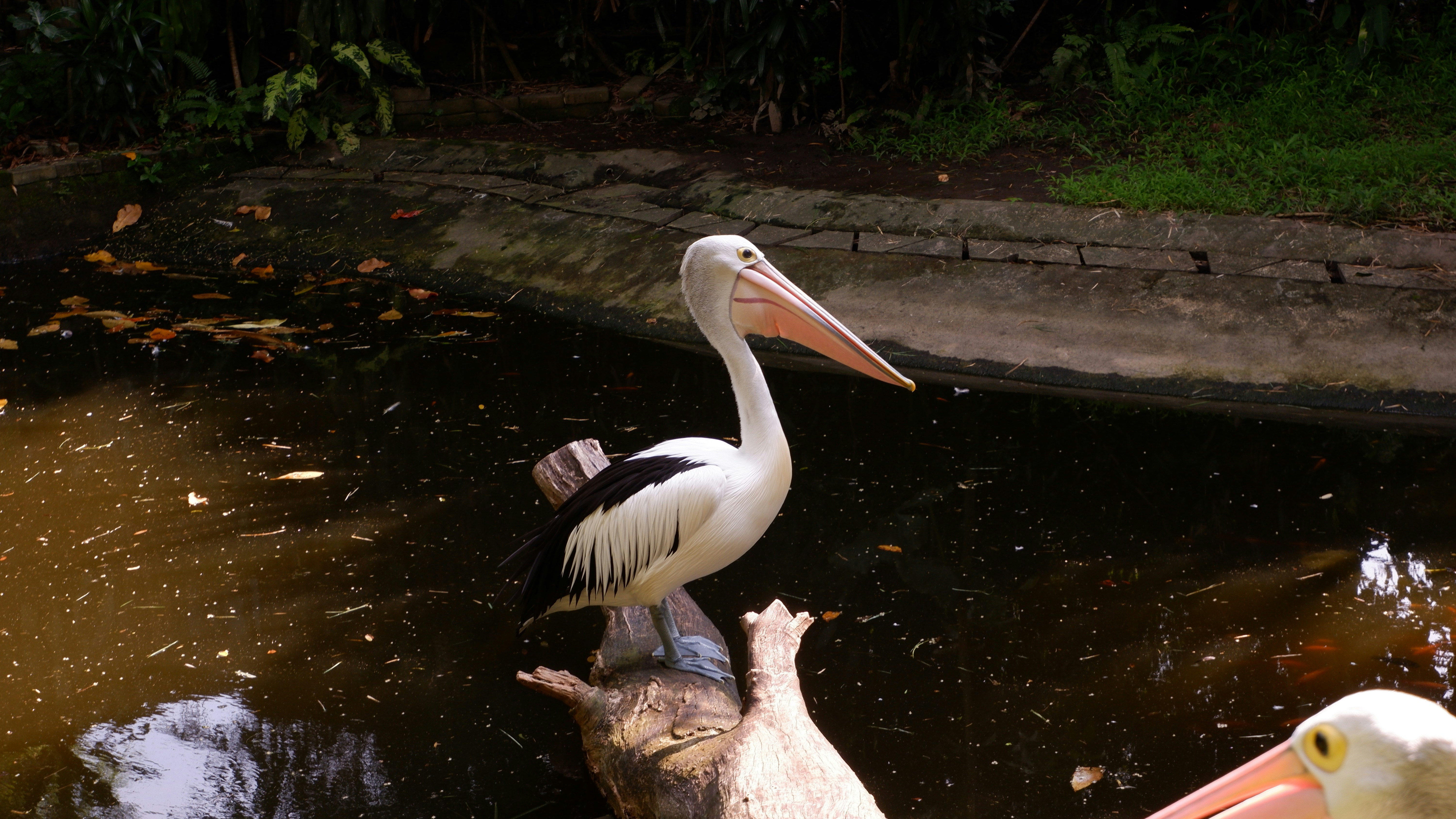 seekor burung besar berdiri di atas batang kayu di kolam