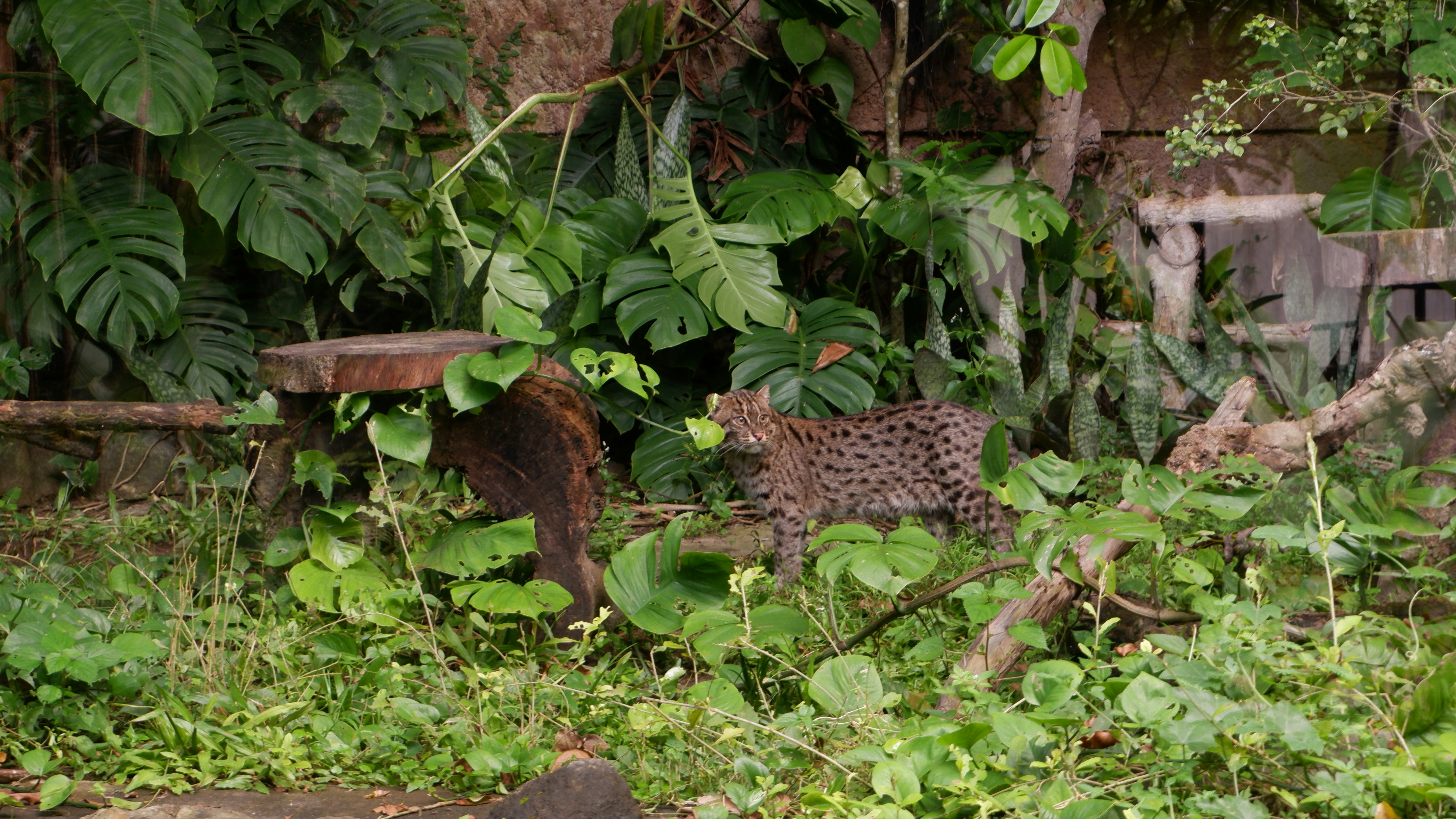 seekor kucing berjalan melalui hutan hijau rimbun