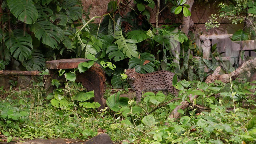 a cat walking through a lush green forest