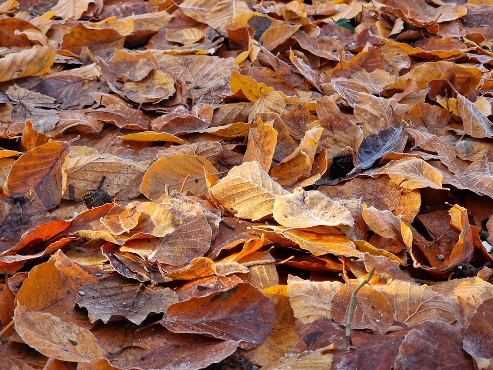 a bunch of leaves that are laying on the ground