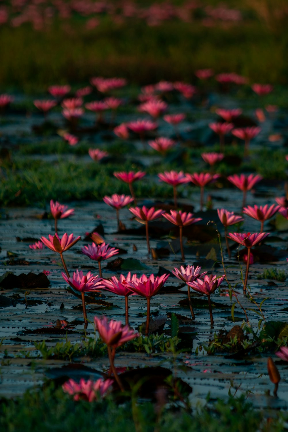a group of pink flowers floating on top of a lake