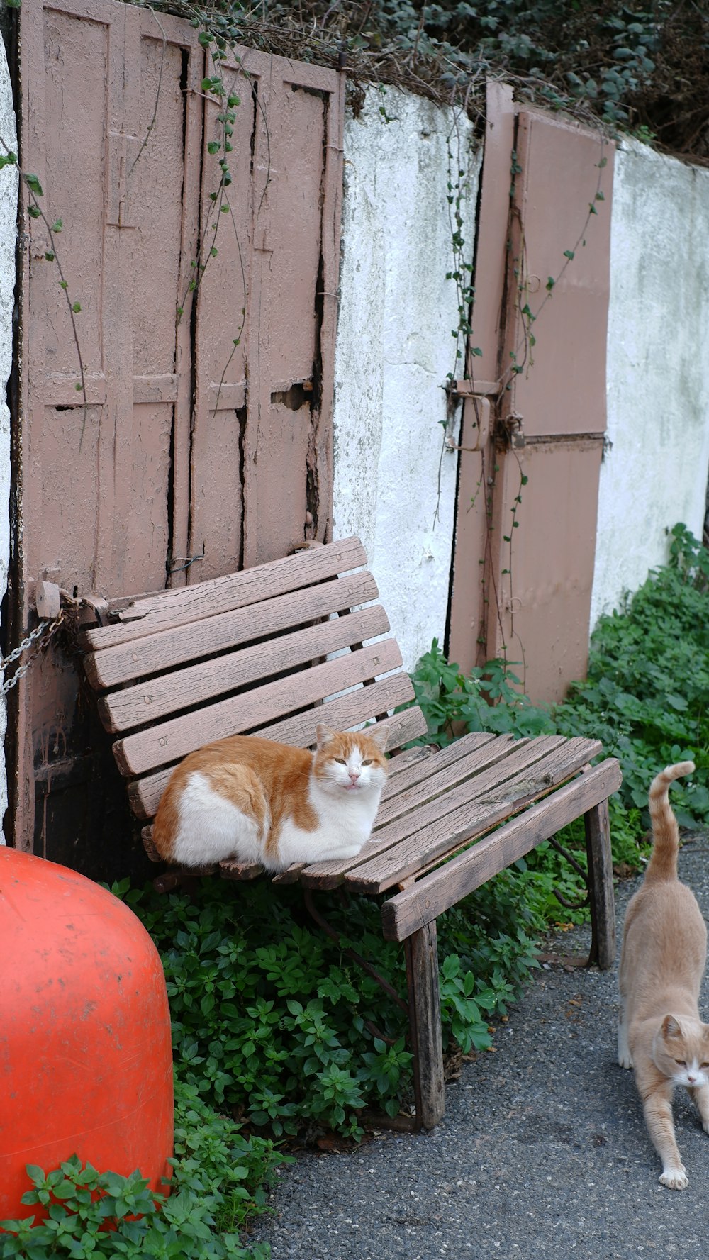 an orange and white cat sitting on a wooden bench