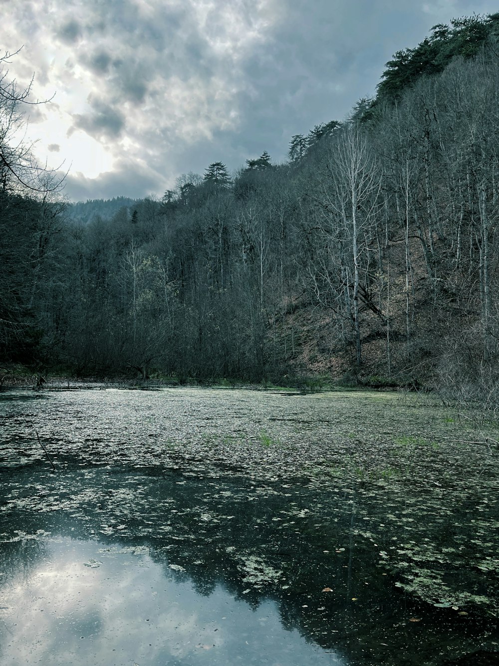 a body of water surrounded by a forest