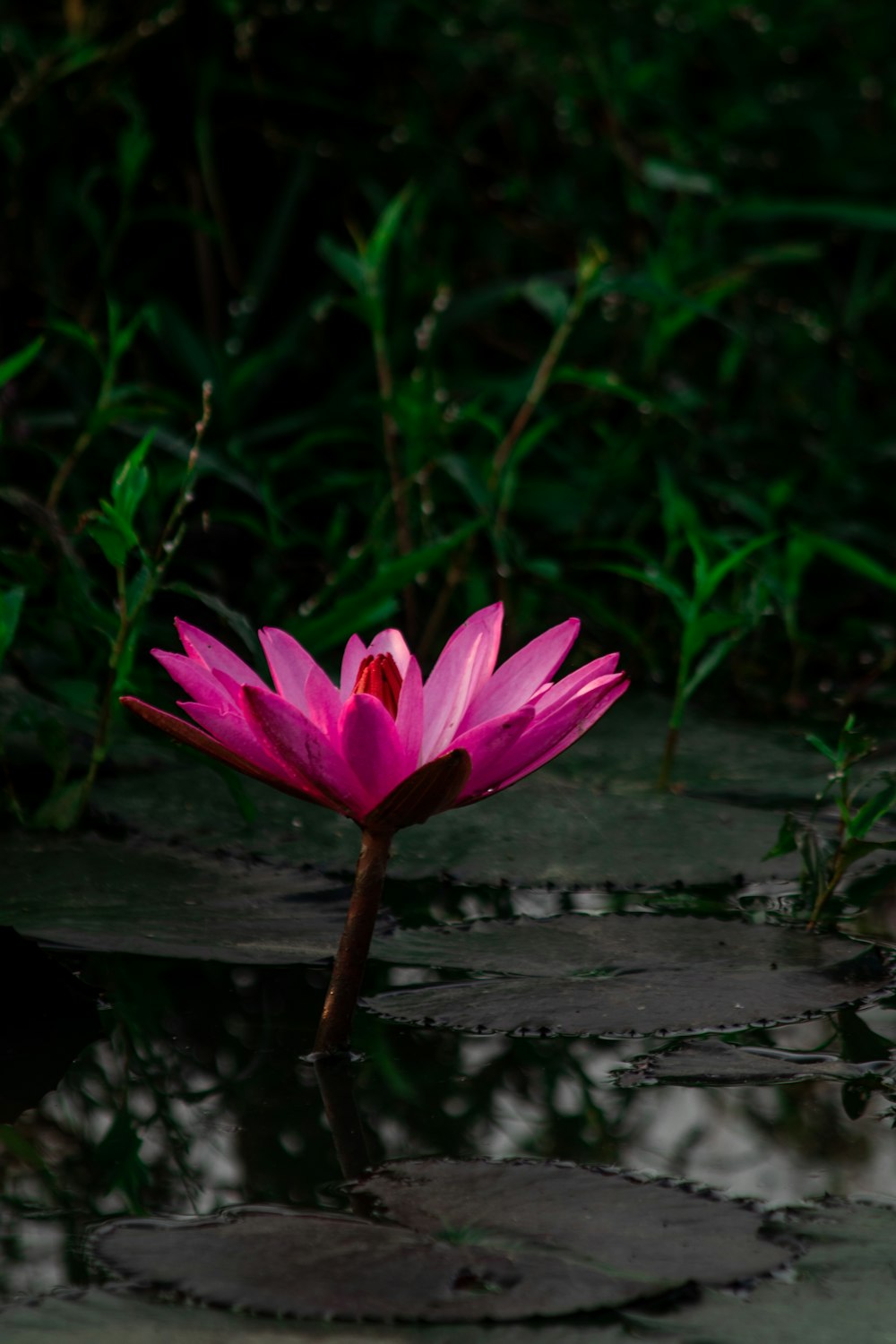 a pink flower sitting on top of a body of water