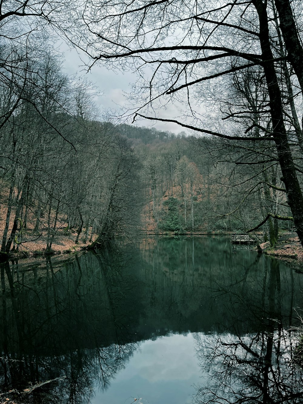 a body of water surrounded by trees in a forest