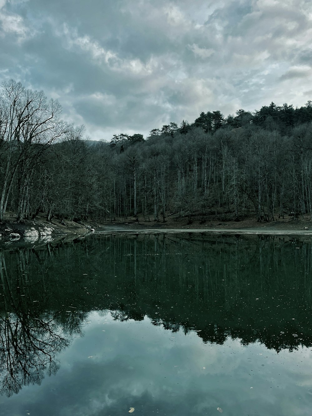 a body of water surrounded by a forest