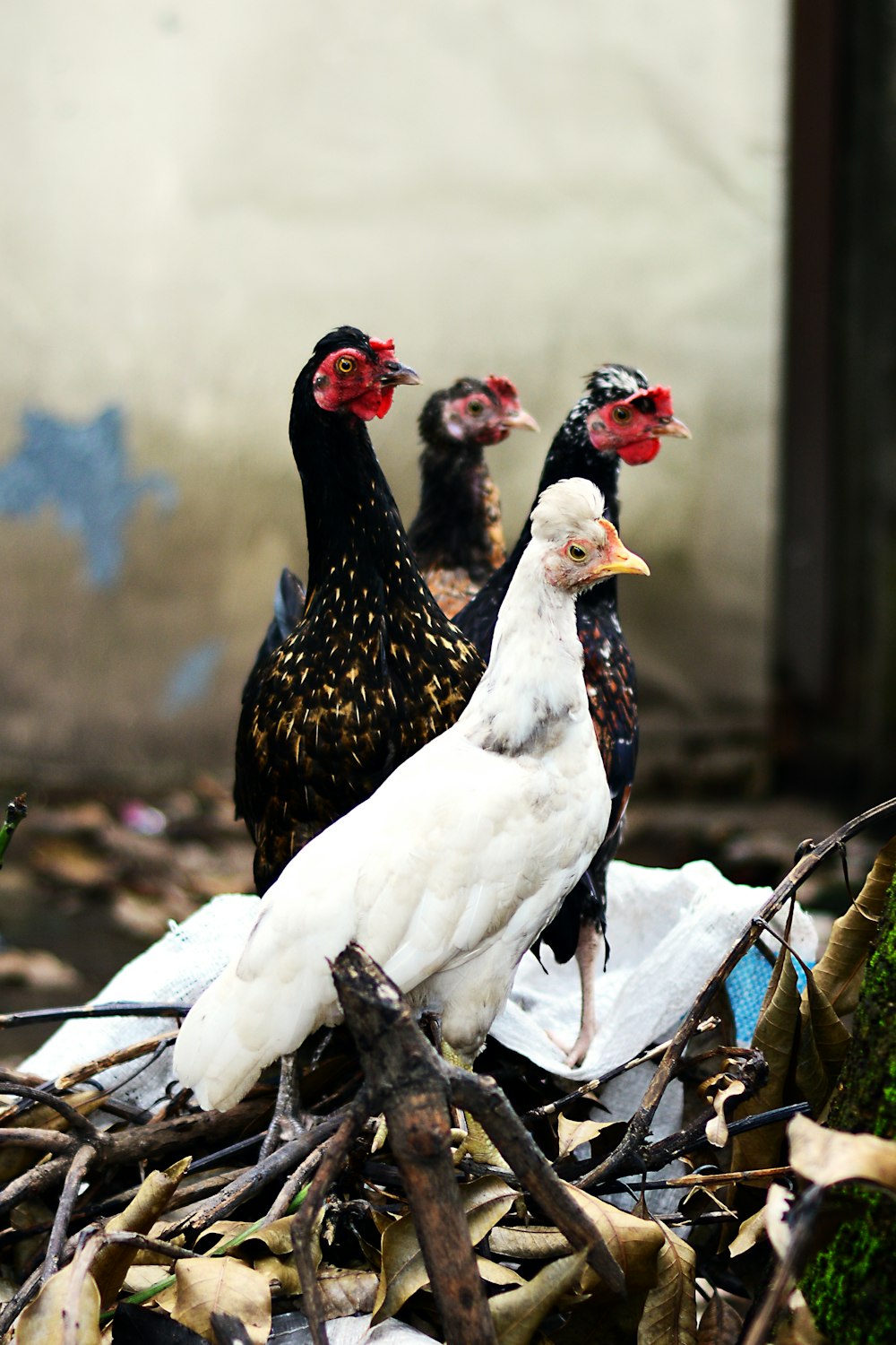 a group of birds standing on top of a pile of debris