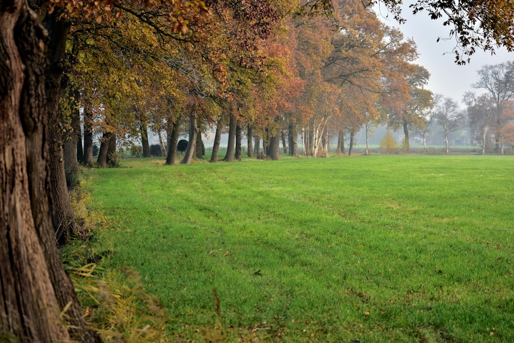 a grassy field with trees in the background