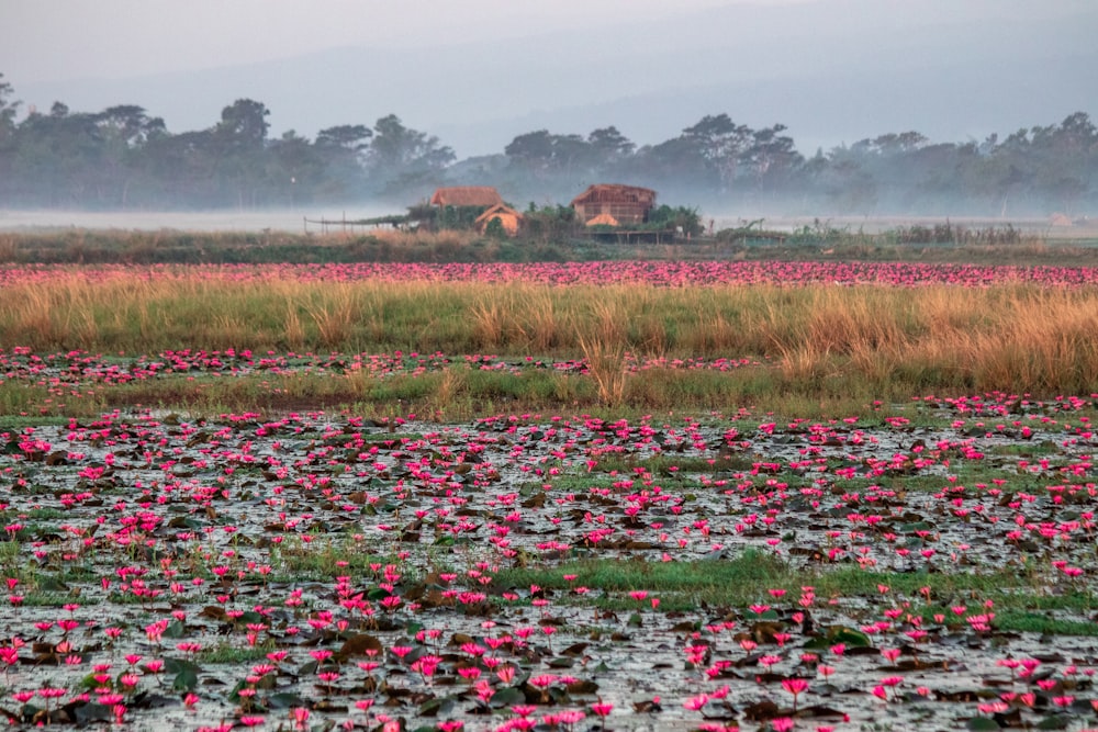 a large field of water lilies with a house in the background