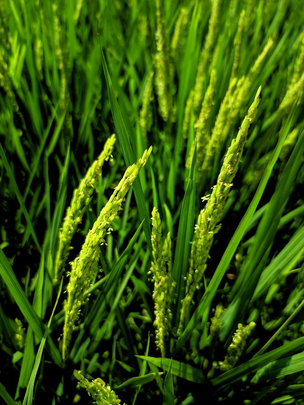 a close up of a green plant with lots of leaves