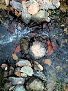 a stream of water running through a lush green forest