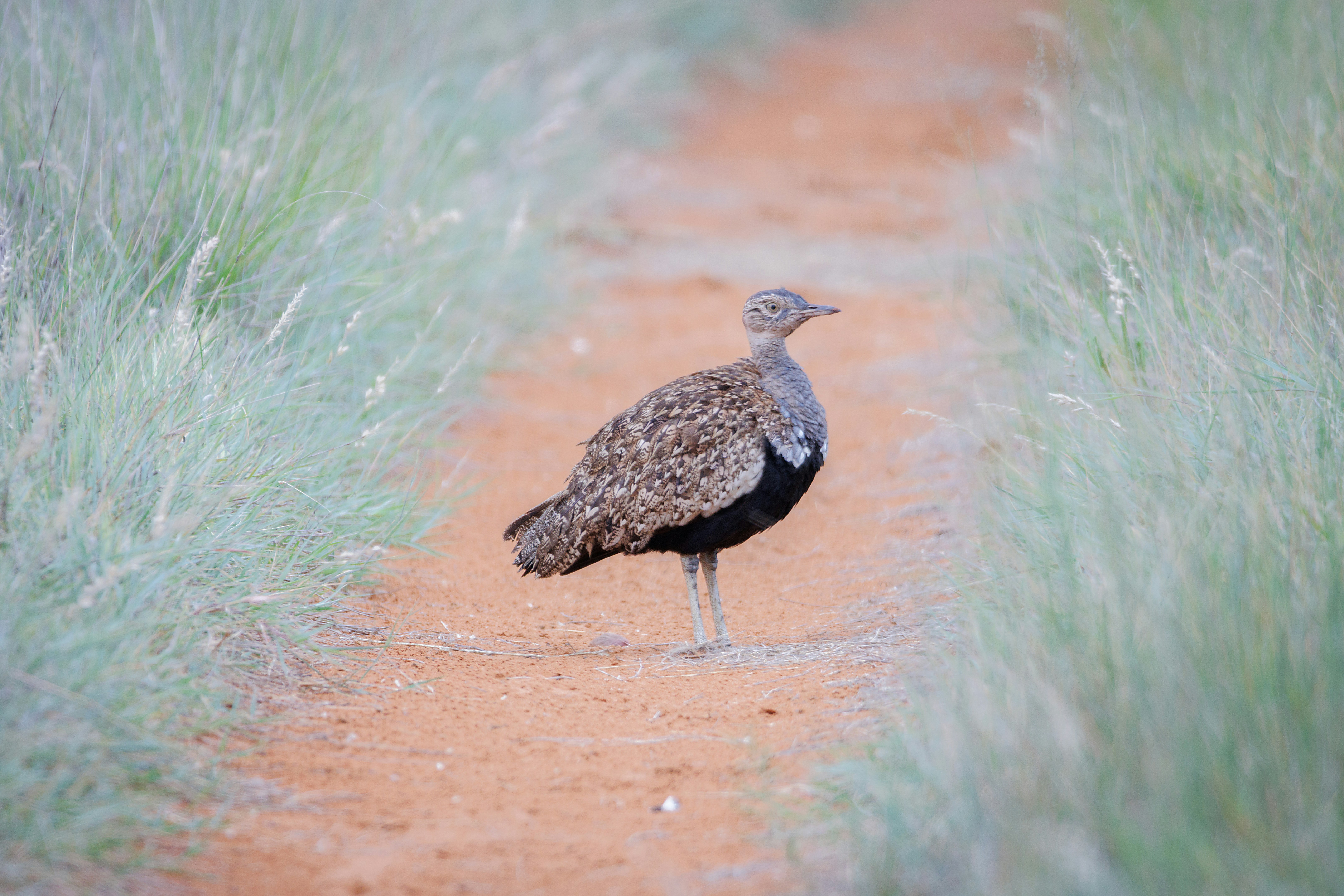 Conservation Threats and the Future of Little Desert Mallee - Little Desert Mallee Victoria