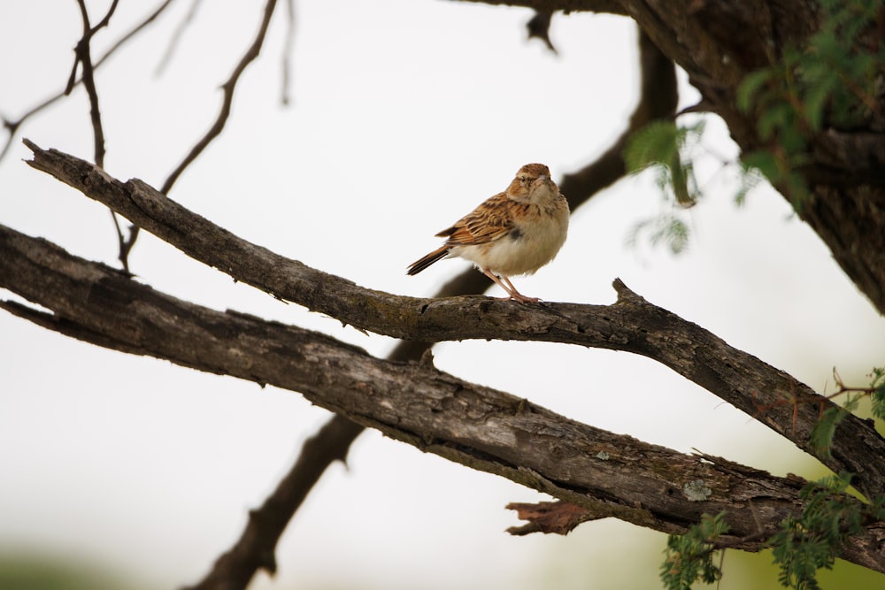 a small bird perched on top of a tree branch