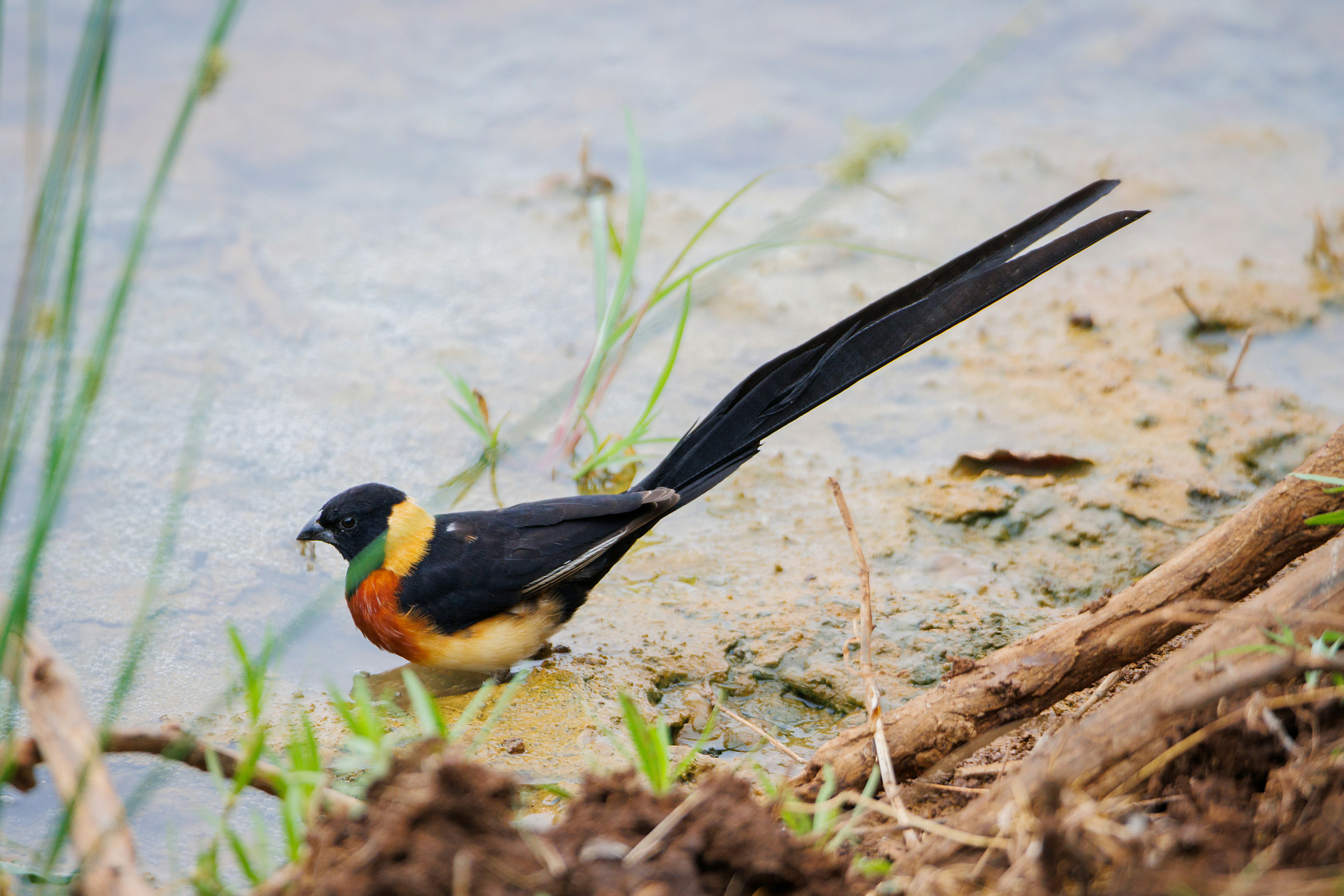 a-colorful-bird-is-standing-in-the-water-photo-free-mokala-national