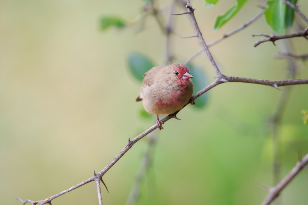 a small bird sitting on a branch of a tree