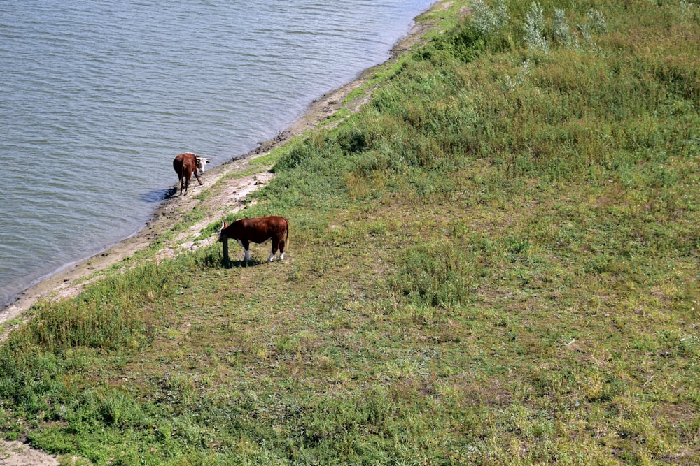 a couple of cows that are standing in the grass