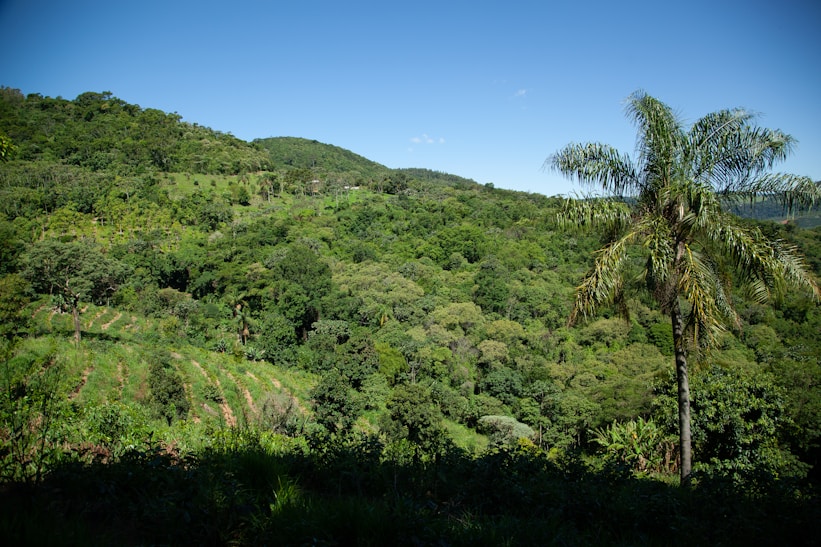 a lush green hillside covered in lots of trees