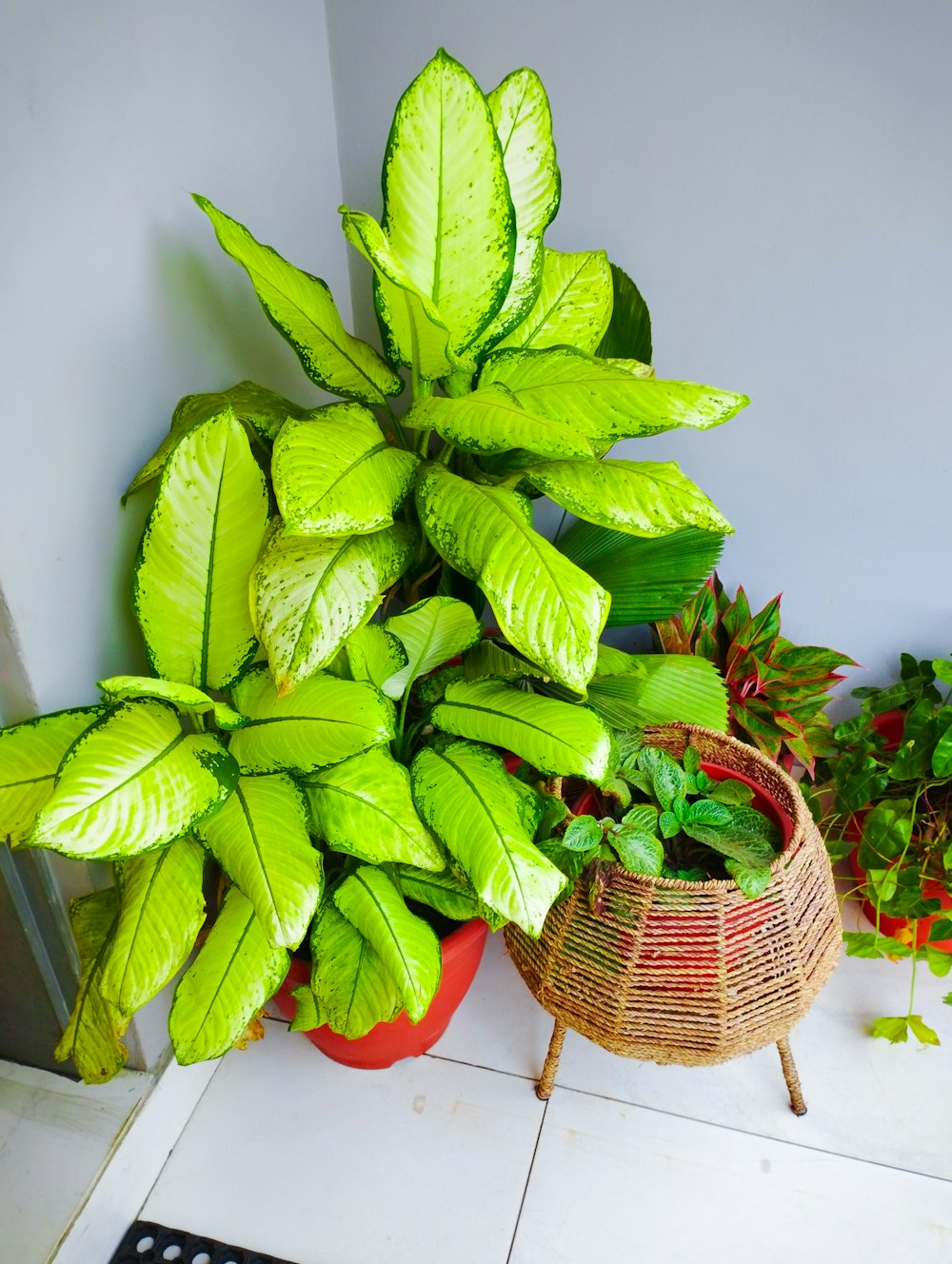 a potted plant sitting next to a remote control