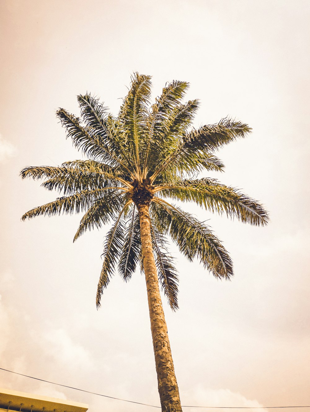 a tall palm tree with a sky background