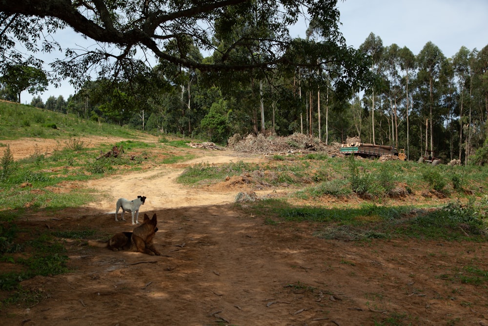 a couple of dogs standing on a dirt road