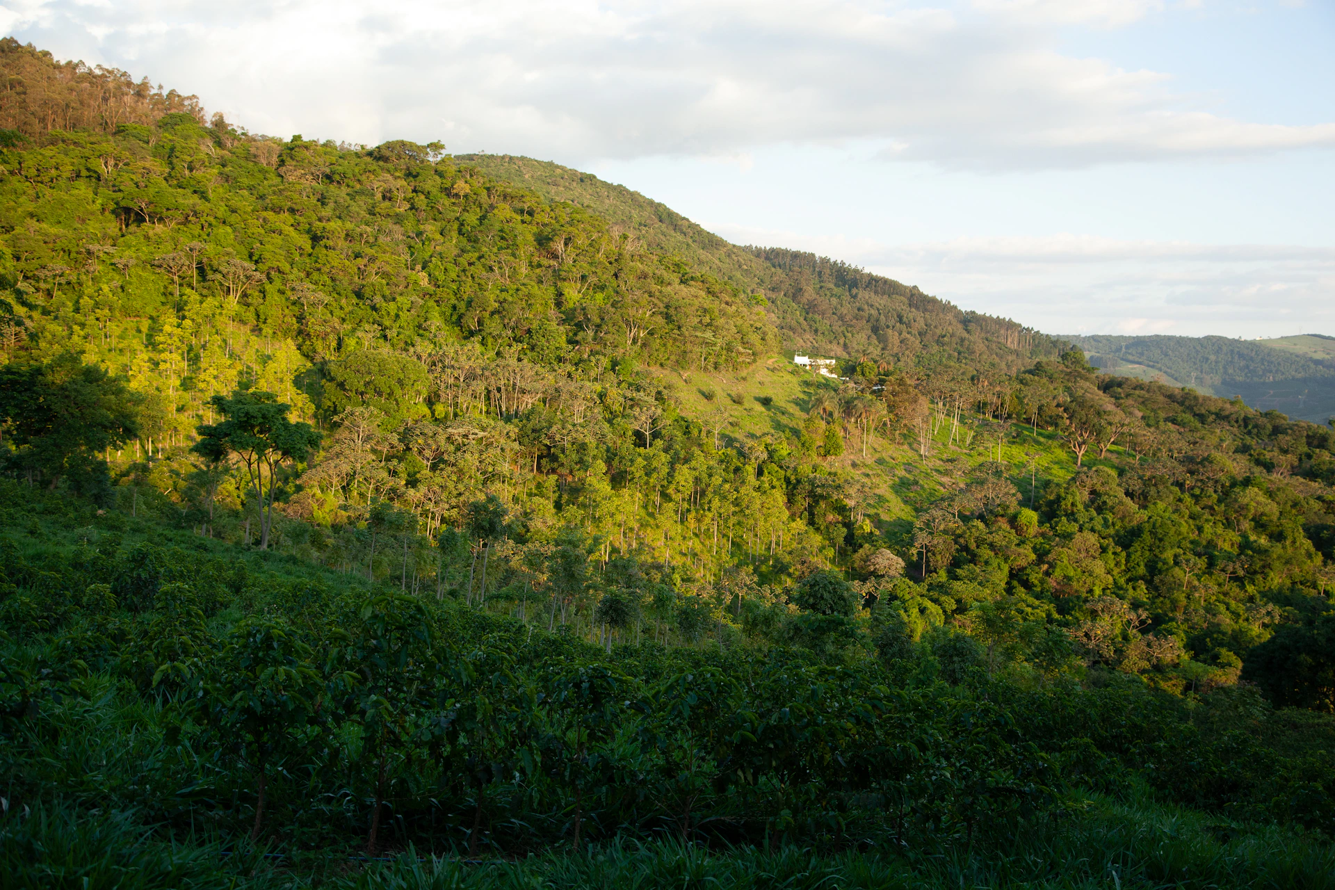 a lush green hillside covered in lots of trees