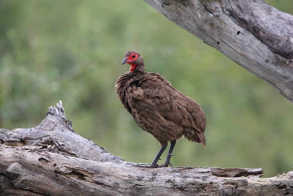 a bird with a red head standing on a tree branch
