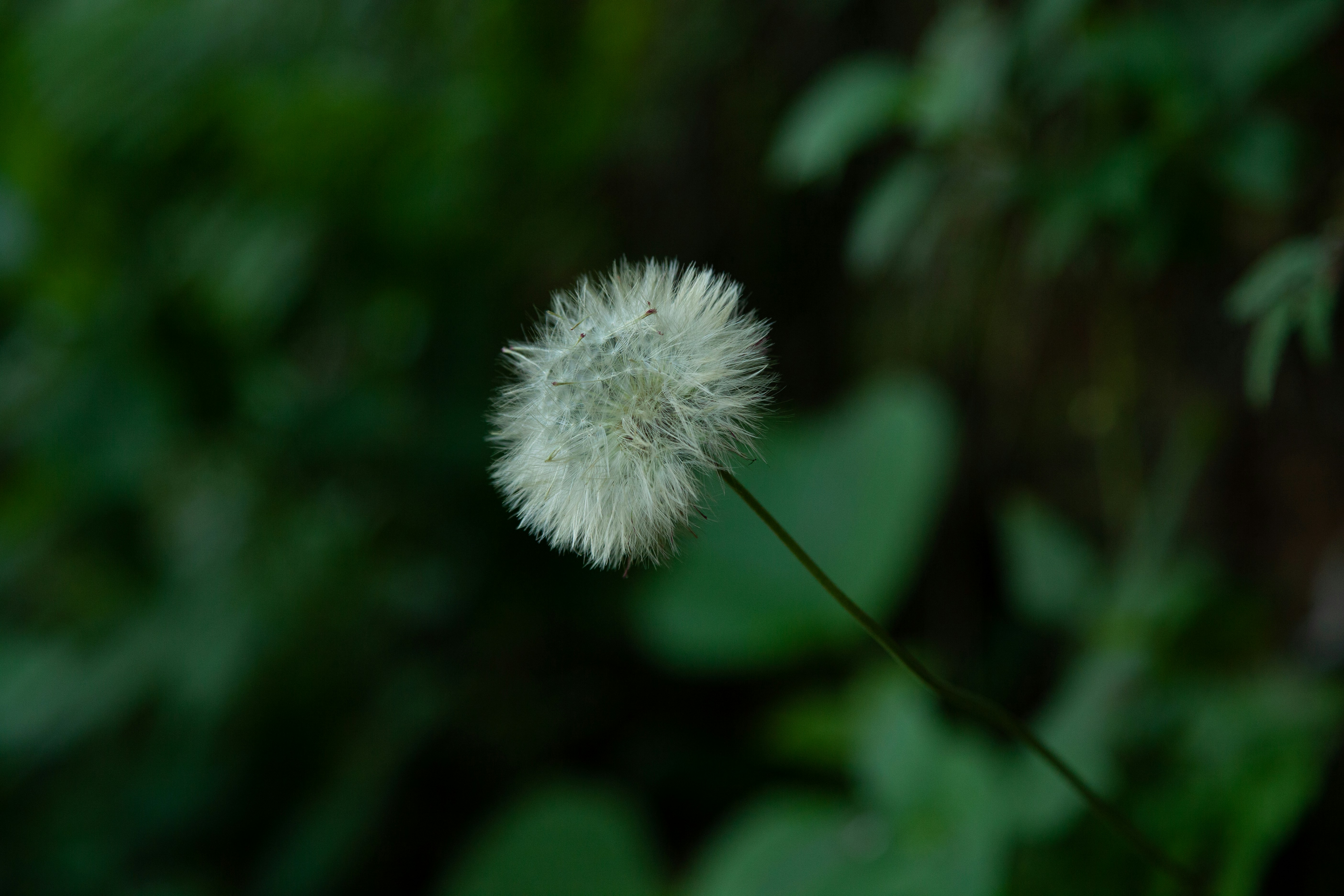 Photo by projetocafegatomourisco