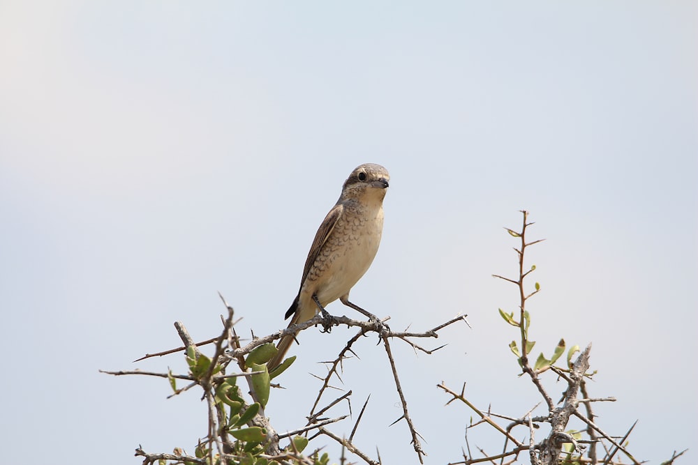 a bird sitting on top of a tree branch