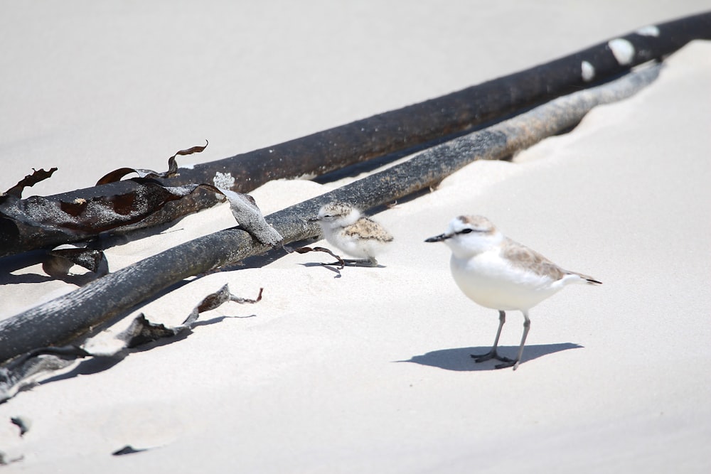 a couple of birds standing on top of a sandy beach