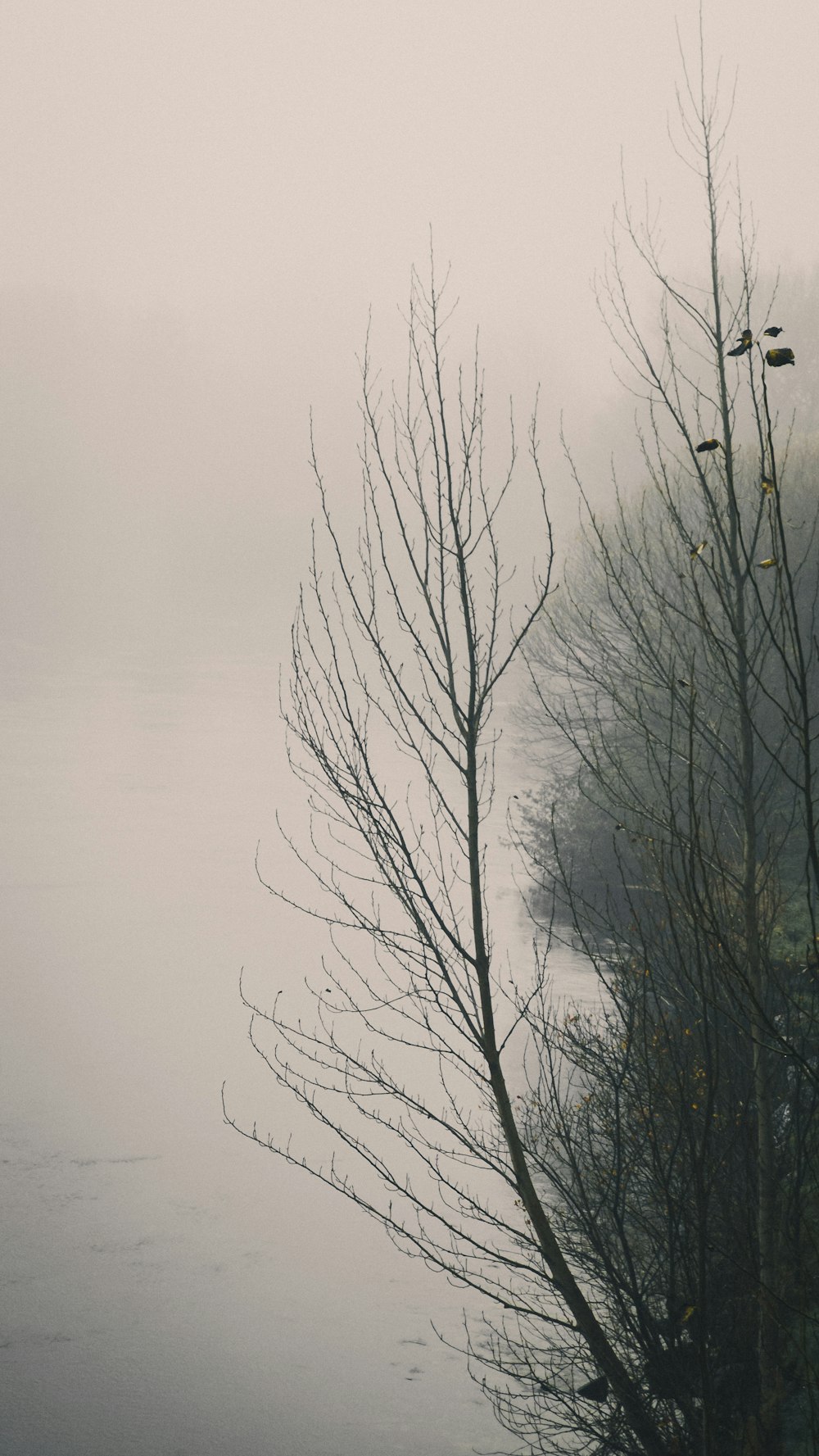 a foggy view of a body of water with trees in the foreground