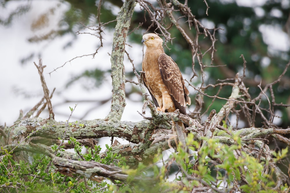 a hawk perched on a tree branch in a forest