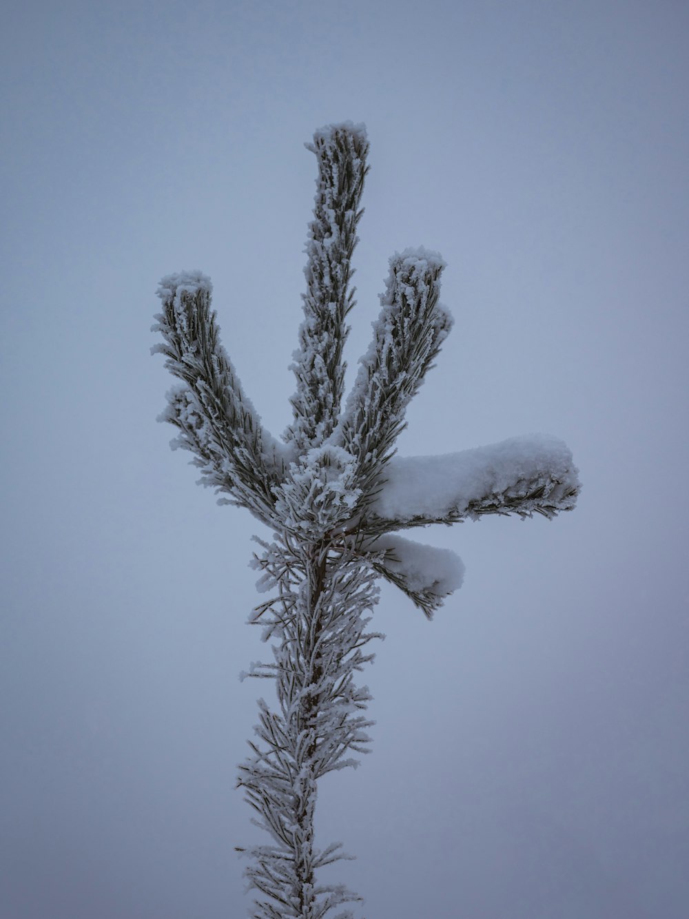a snow covered tree branch in the middle of winter