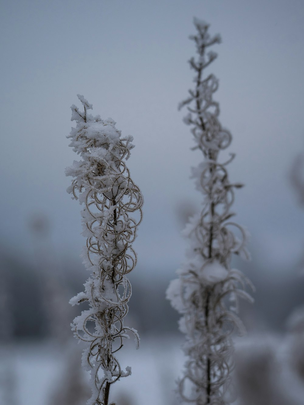 a close up of a plant with snow on it