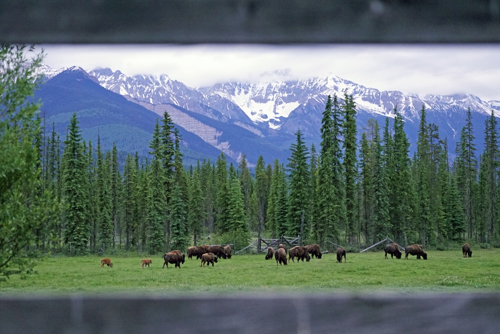 a herd of animals grazing on a lush green field