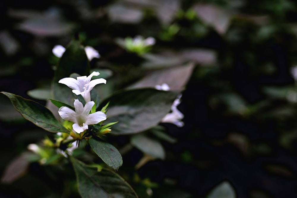 a white flower with green leaves in the background