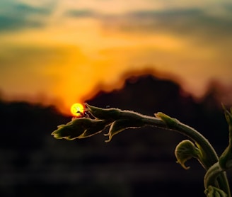 the sun is setting behind a plant in the foreground