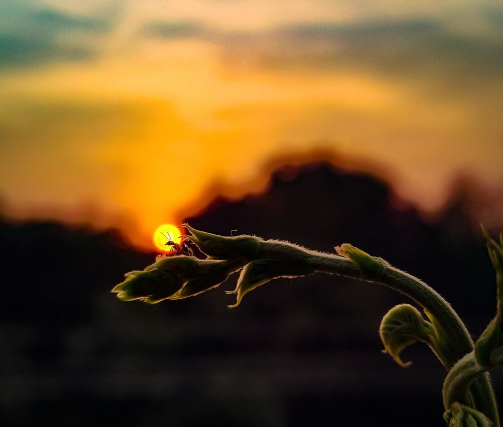 the sun is setting behind a plant in the foreground
