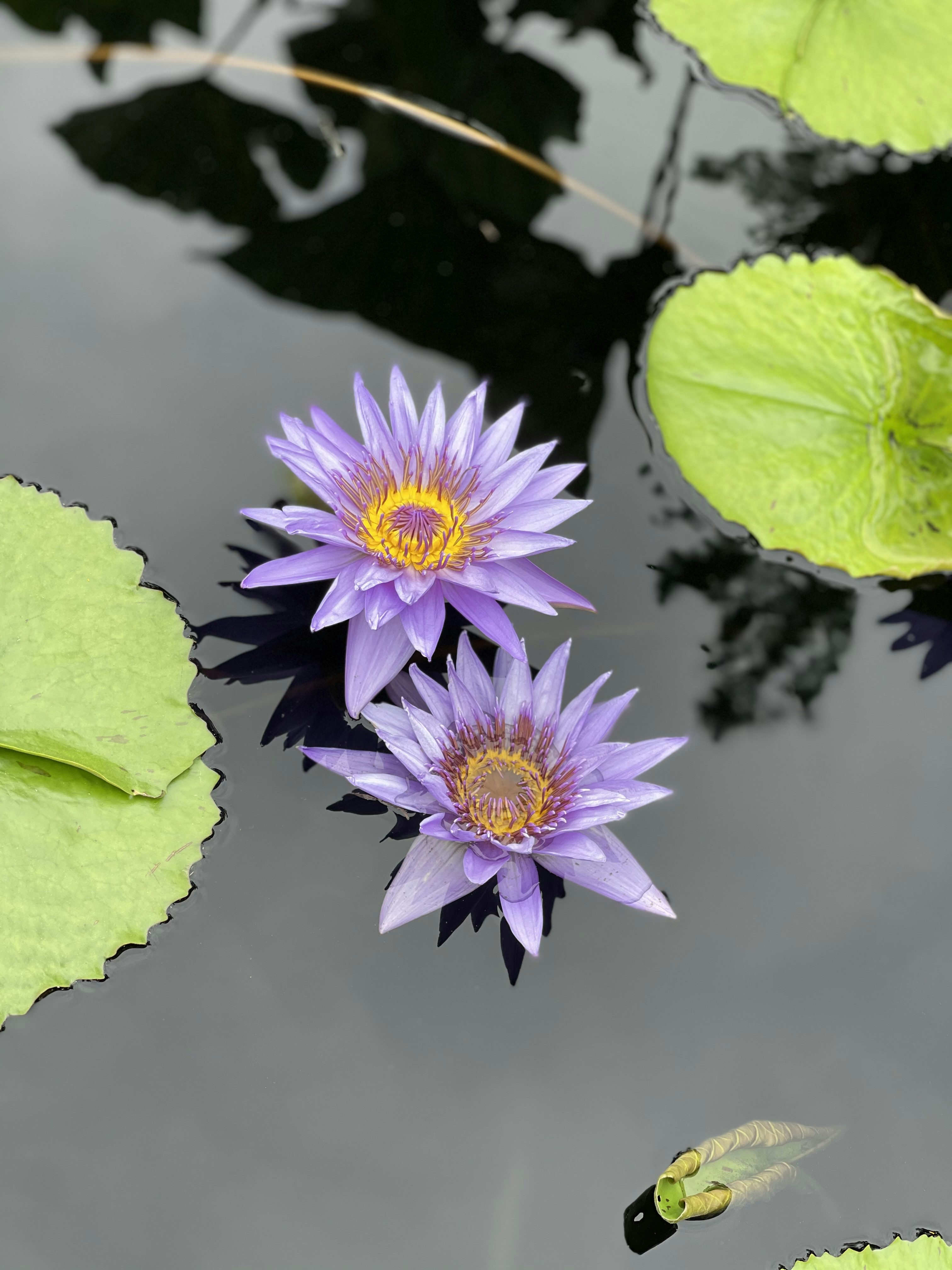 Two purple water lilies floating on top of a pond photo – Free Flower Image  on Unsplash, image size:3000x4000
