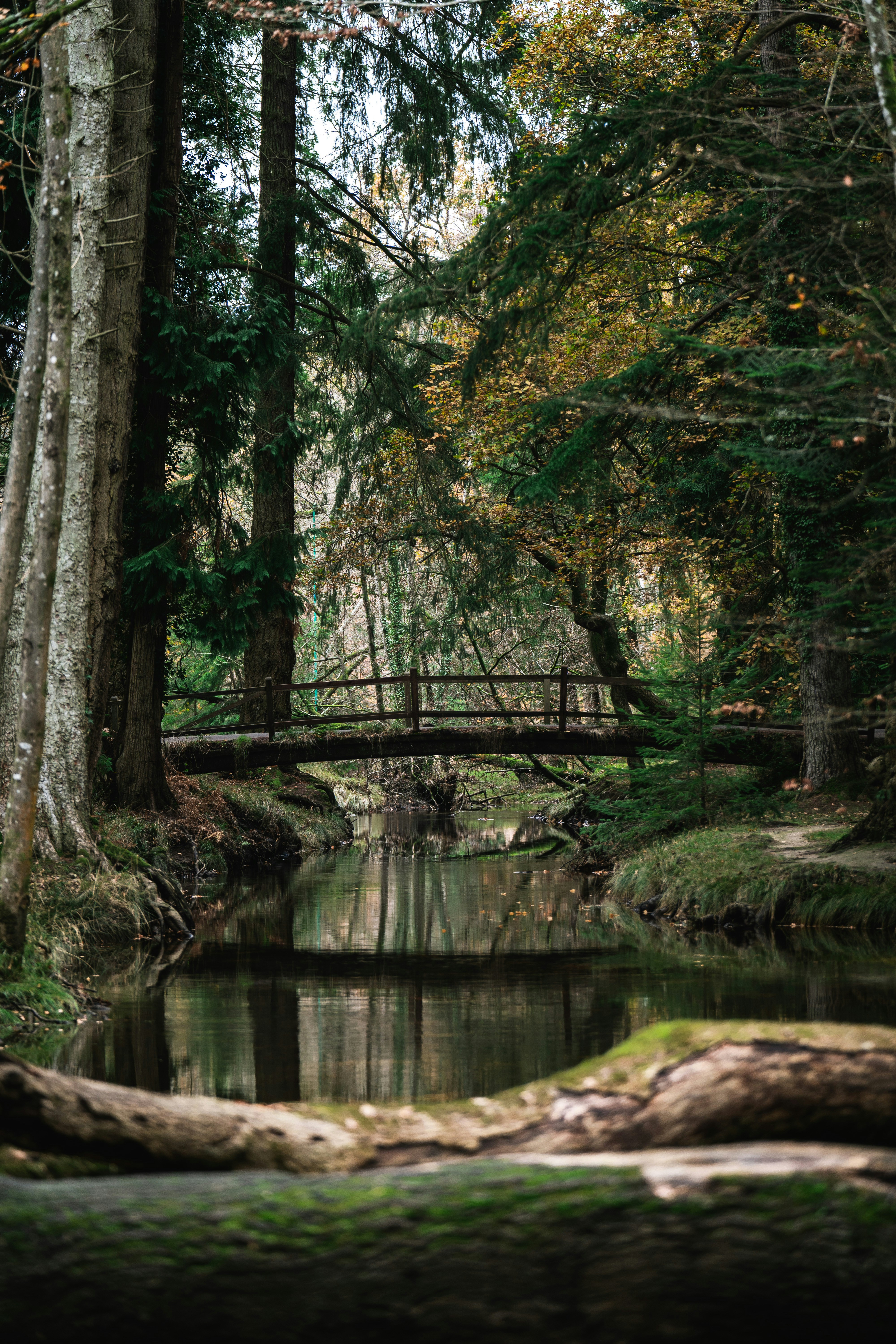 小川にかかる木の橋 森の中の小川に架かる木製の橋の写真 – Unsplashの陸の無料画像