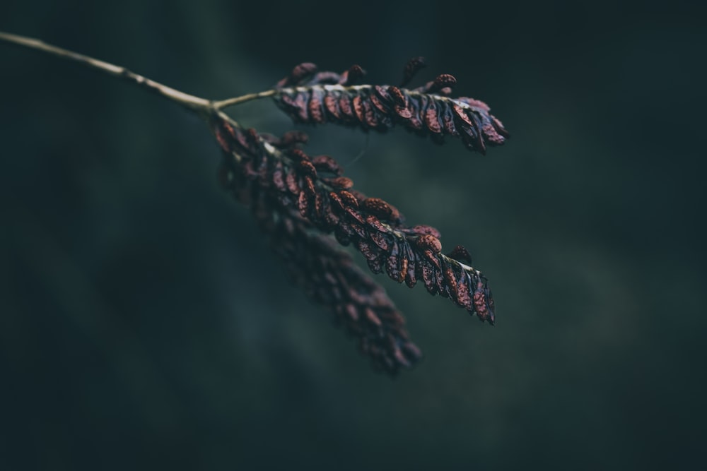 a close up of a flower on a twig