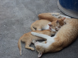Four ginger and white cats are cuddled together on a rough concrete surface, appearing relaxed and comfortable. A large blue container is partially visible in the top right corner.