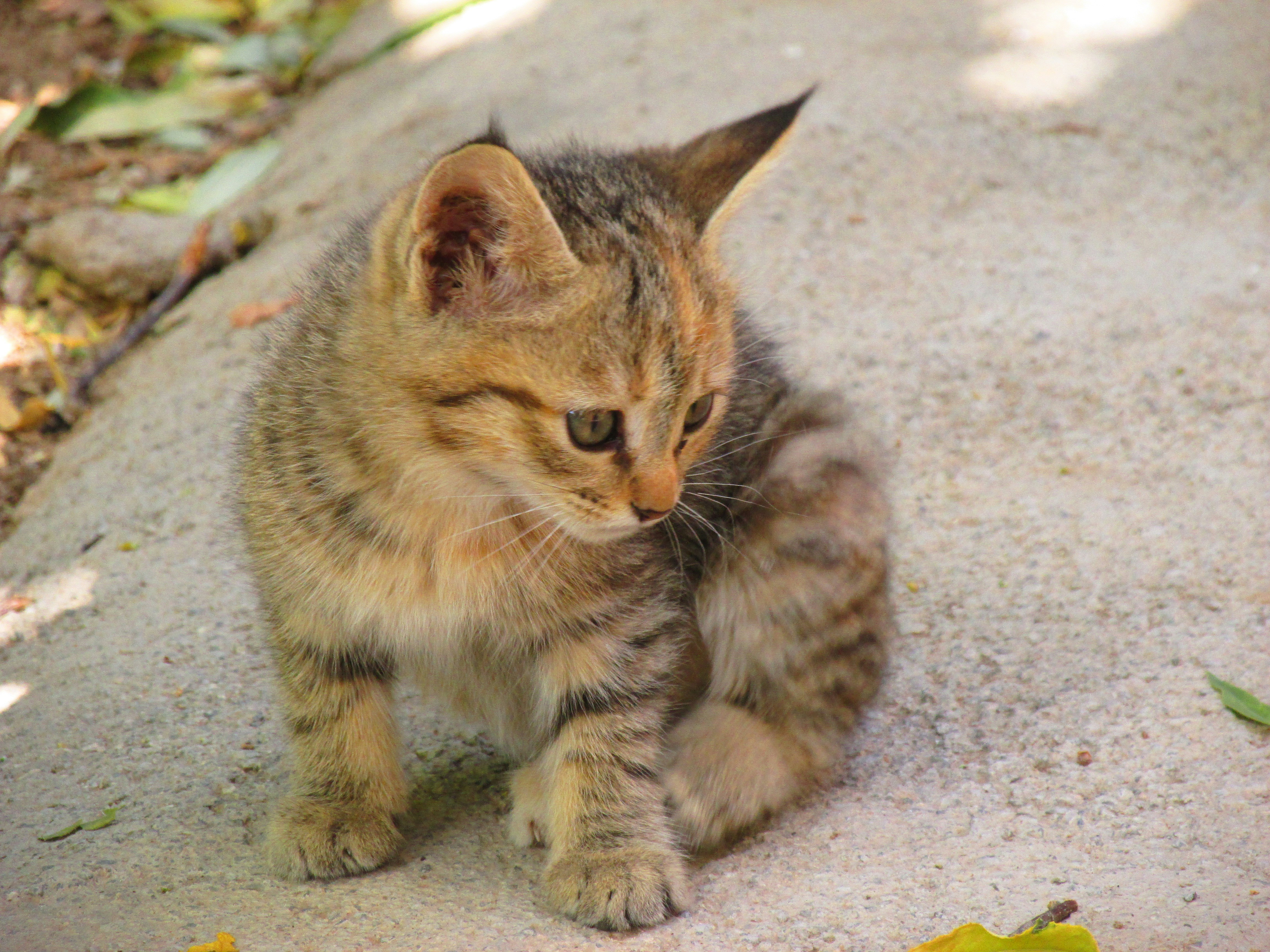 a small kitten sitting on the ground looking at something