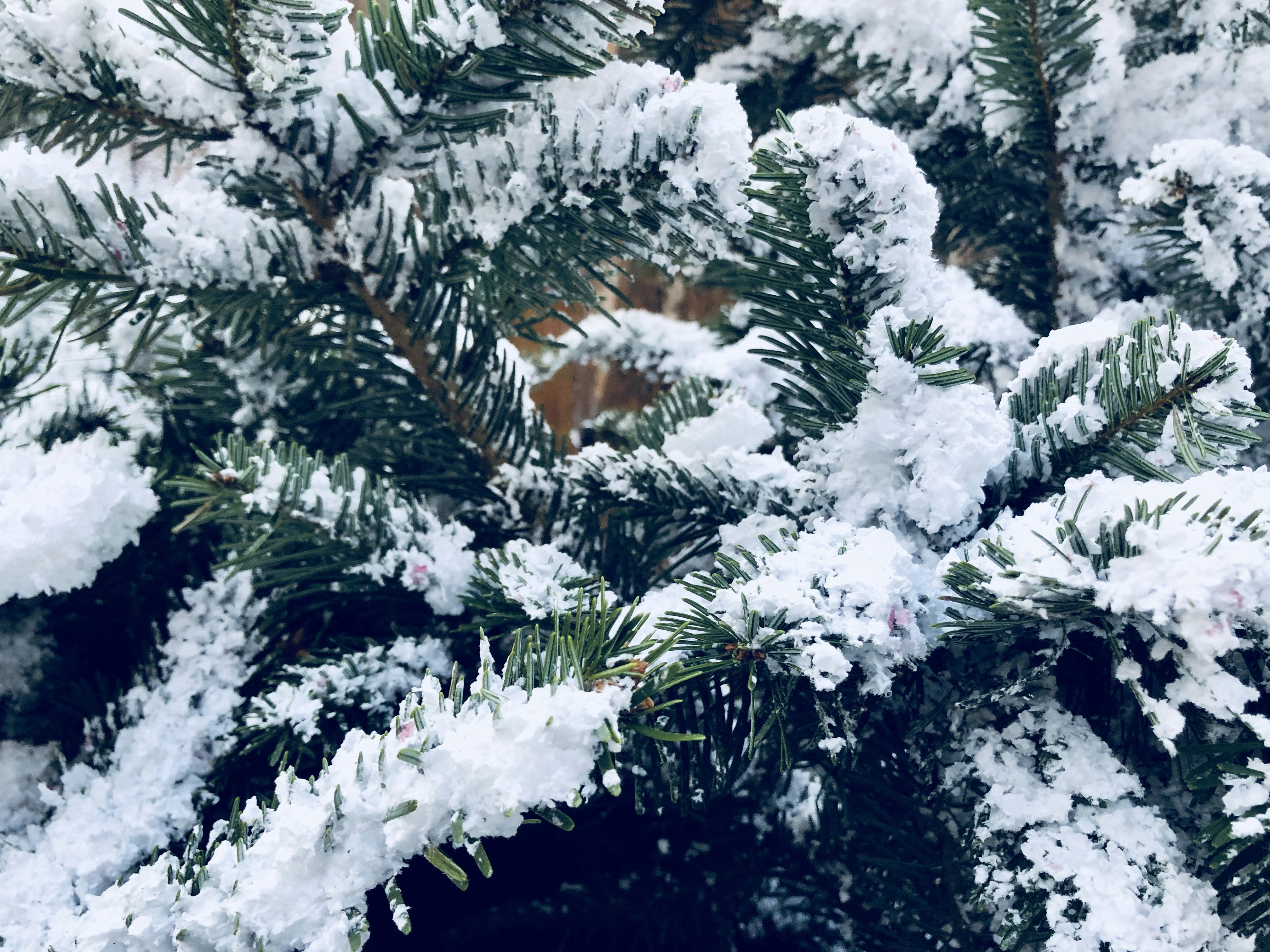 Nahaufnahme einer schneebedeckten Kiefer