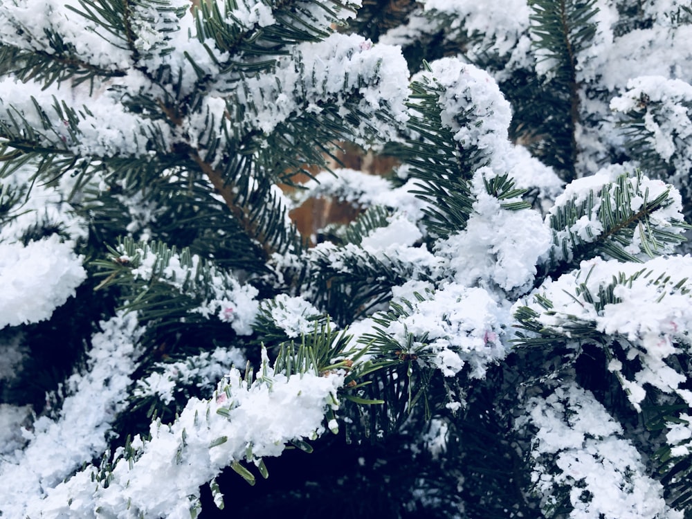 Un primo piano di un pino coperto di neve