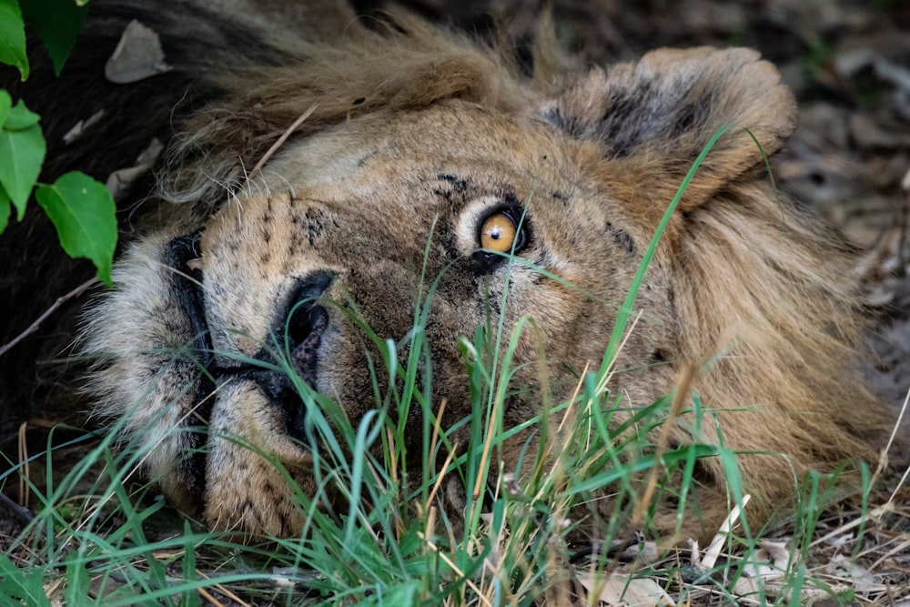 a close up of a lion laying in the grass