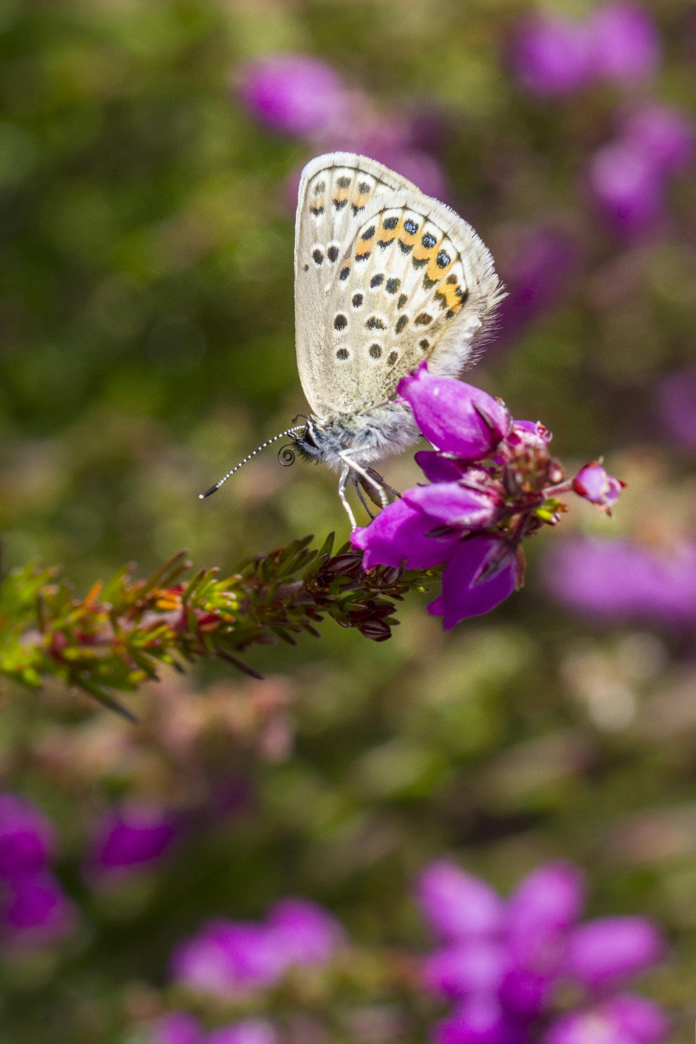 Photo by bobfrewin