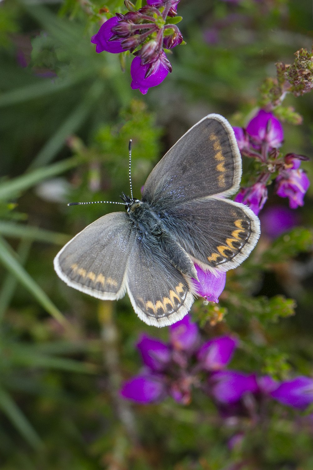 a brown and white butterfly sitting on a purple flower