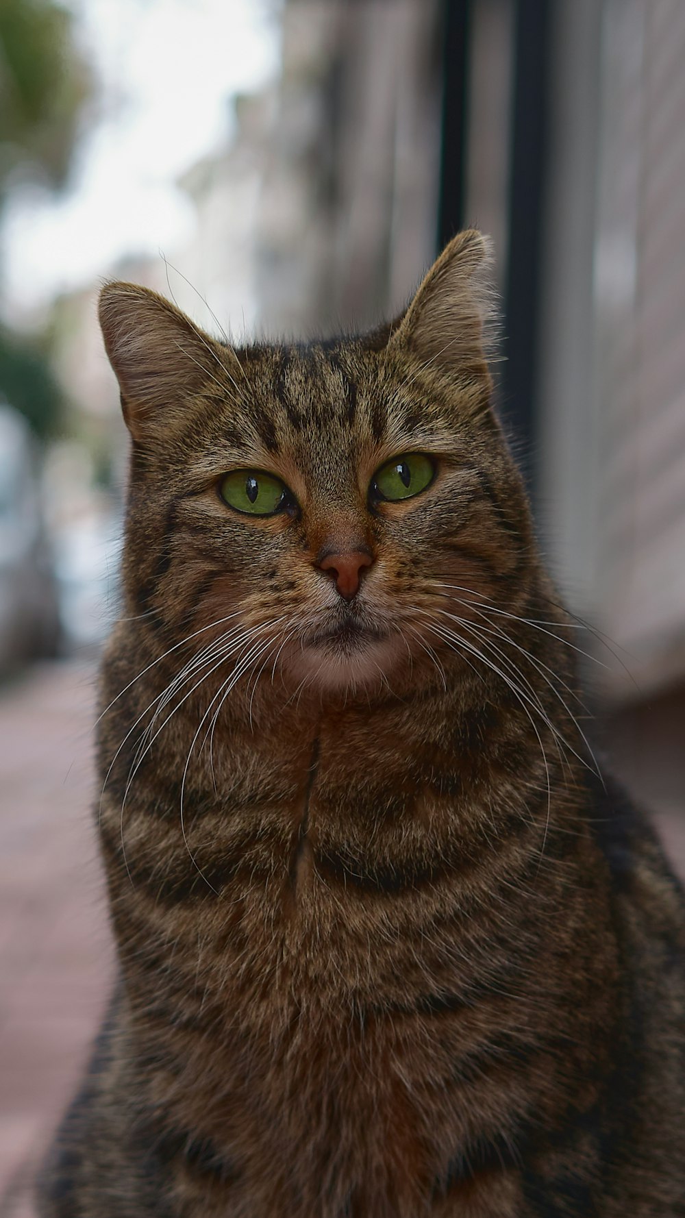 a close up of a cat on a sidewalk