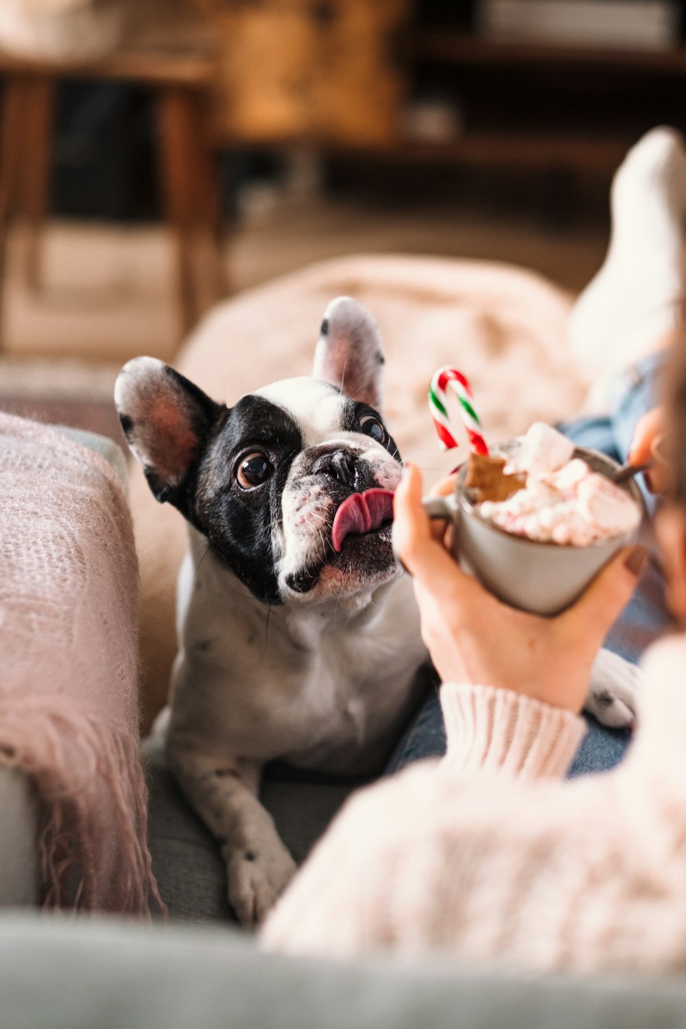 a dog sitting on a couch with a bowl of food in it's mouth